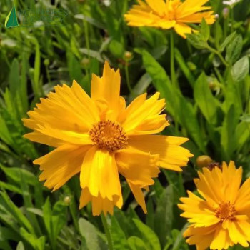 COREOPSIS alpinus Early sunrise