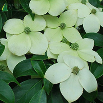 CORNUS angustata Empress of china