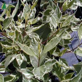 CORNUS alba Argenteomarginata