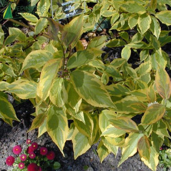 CORNUS alba Aurea