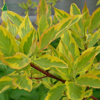 CORNUS alba Gouchaultii