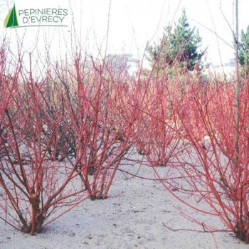 CORNUS alba Sibirica