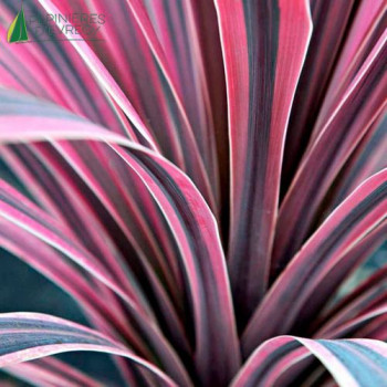 CORDYLINE australis Paso doble
