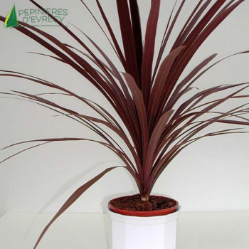 CORDYLINE australis Red star 40/60 Cont.3/4 L 