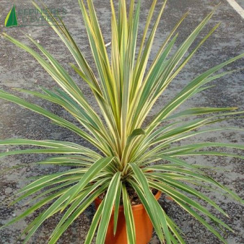 CORDYLINE australis Torbay Dazzler  Cont.3/4 L 