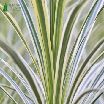 CORDYLINE australis Lime Passion