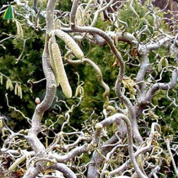 CORYLUS avellana Contorta