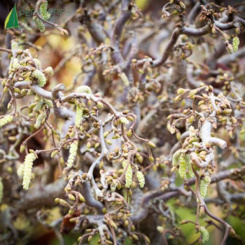 CORYLUS avellana Medusa