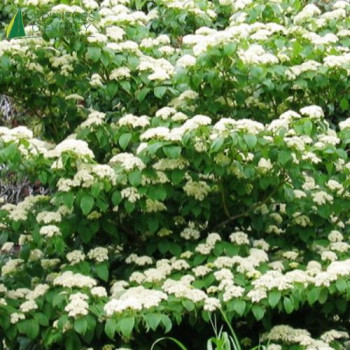Cornus controversa Pagode 100/125 Cont.15/20 L 