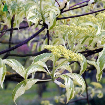 CORNUS controversa Variegata
