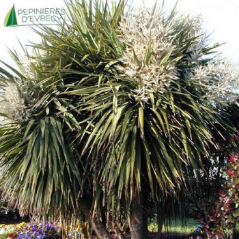 CORDYLINE australis