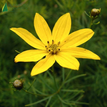 COREOPSIS verticillata  Godet 8/9 