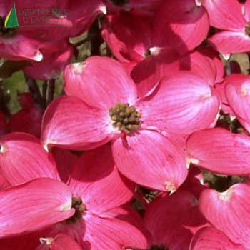 CORNUS florida Cherokee chief  Cont.15/20 L 