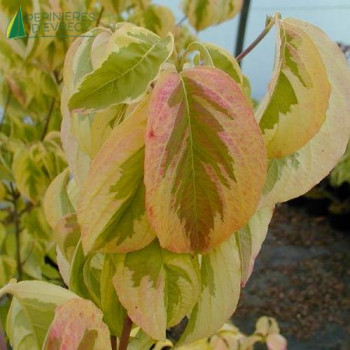 CORNUS florida Rainbow