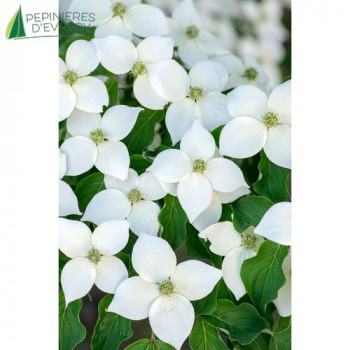 CORNUS kousa Milky Way