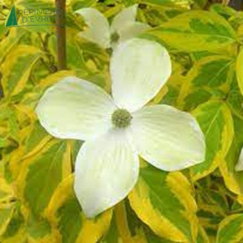CORNUS kousa Ohkan