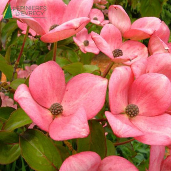 CORNUS kousa Satomi