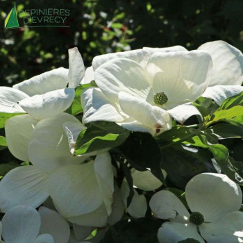 CORNUS kousa Venus