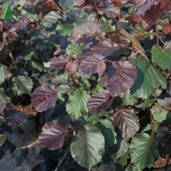 CORYLUS maxima Purpurea