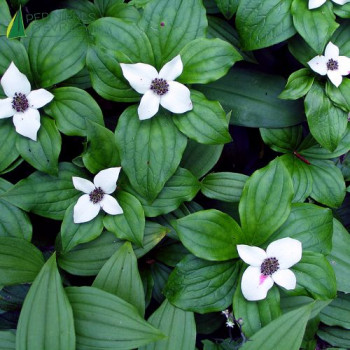 CORNUS canadensis