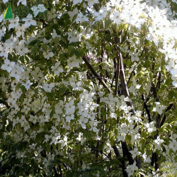 CORNUS kousa 60/80 Cont.5/7.5 L 