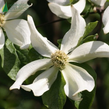 CORNUS nuttallii North Star