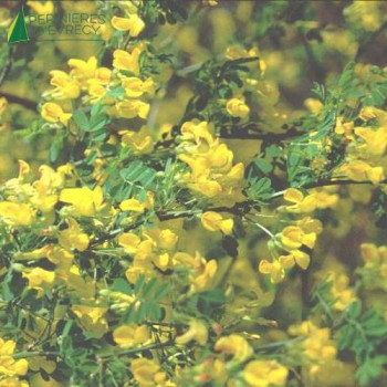CORONILLA emerus 40/60 Cont.3/4 L 