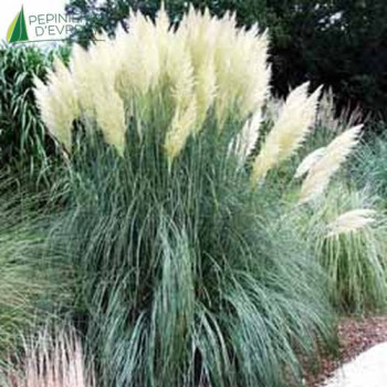 CORTADERIA selloana Pumila