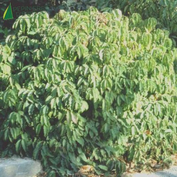 CORNUS stolonifera Kelseyi Dwarf