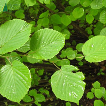 CORYLOPSIS spicata