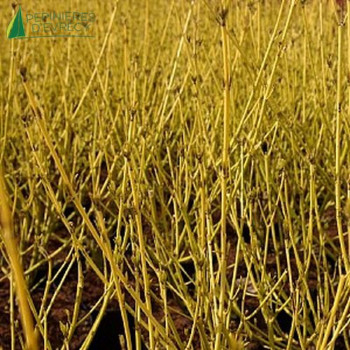 CORNUS stolonifera Flaviramea