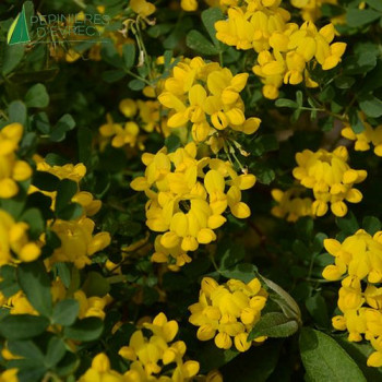 CORONILLA valentina Glauca