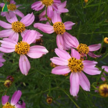 COREOPSIS vertici American dream