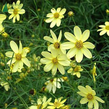 COREOPSIS vert.moonbean