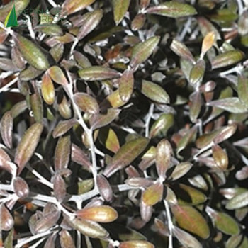 COROKIA x virgata Frosted chocolate