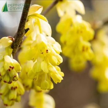 CORYLOPSIS willmottiae Spring Purple