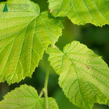 CORYLUS avellana 60/90 Cont.3/4 L 