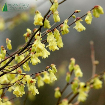 CORYLOPSIS pauciflora