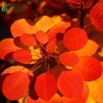 COTINUS coggygria Flamissimo 30/40 Cont.2/2.5 L 