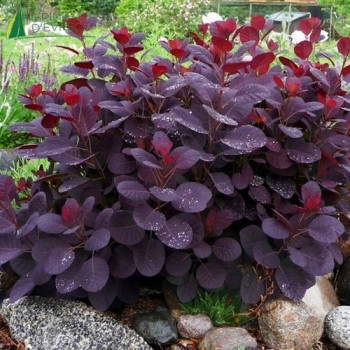 COTINUS coggygria Lilla 20/30 Cont.2/2.5 L 