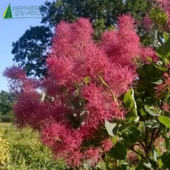 COTINUS coggygria 'Smokey Joe' ® 60/80 Cont.5/7.5 L 