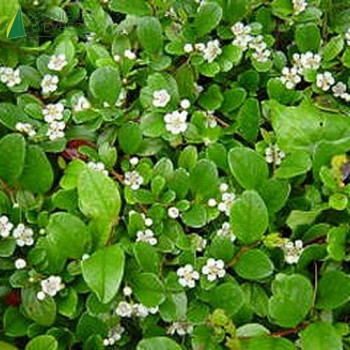 COTONEASTER dammeri Radicans  Godet 8/9 