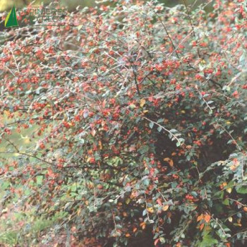 COTONEASTER franchetii 40/60 Cont.3/4 L 
