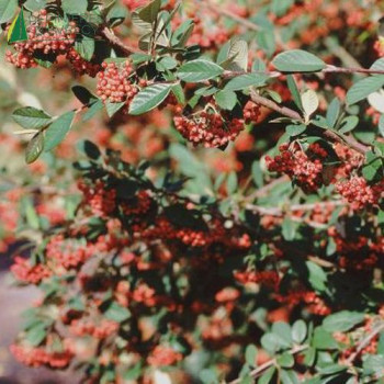 COTONEASTER lacteus 60/80 Cont.3/4 L 