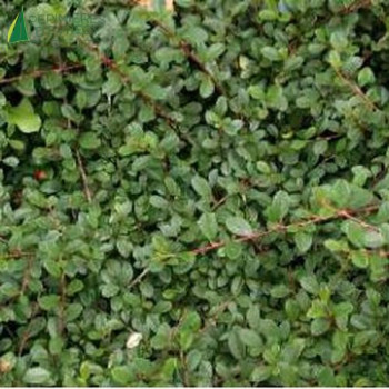 COTONEASTER radicans Eicholz  Cont.1/1.5 L 