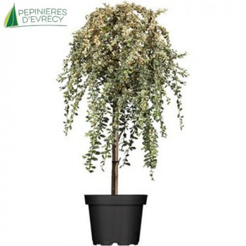 COTONEASTER x suecicus Juliette