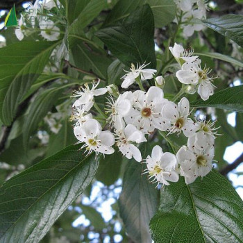 CRATAEGUS lavallei Carrierei