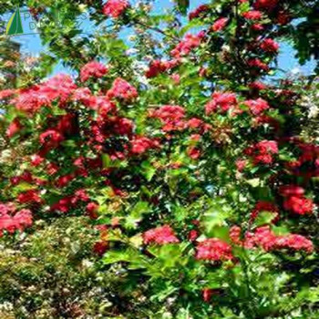 CRATAEGUS oxyacantha Paul scarlet 60/80 Cont.5/7.5 L 