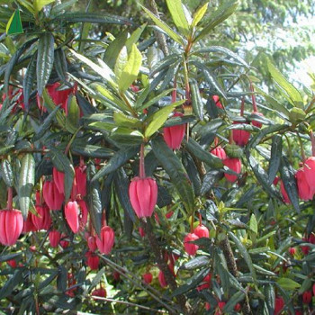 CRINODENDRON hookerianum