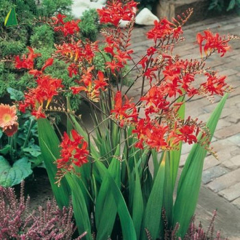 CROCOSMIA lucifer  Cont.3/4 L 